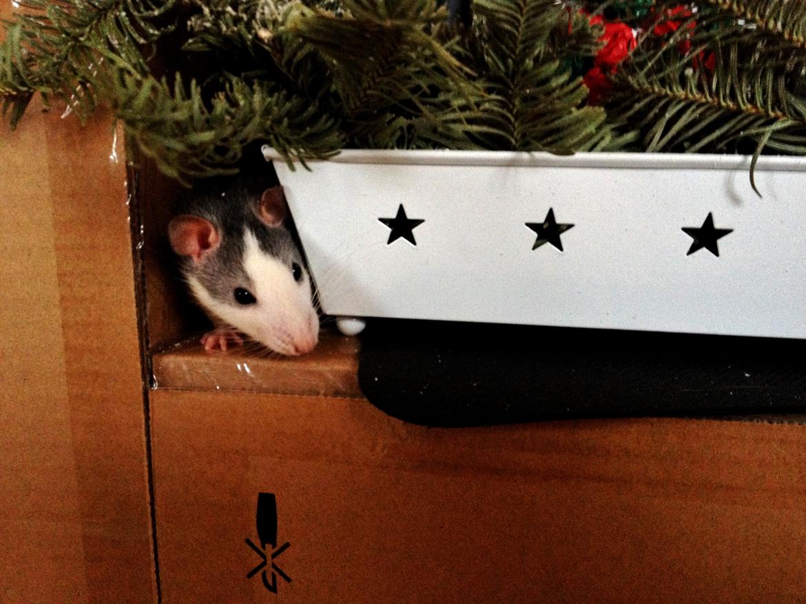 Tamrotte Rotte billede 8