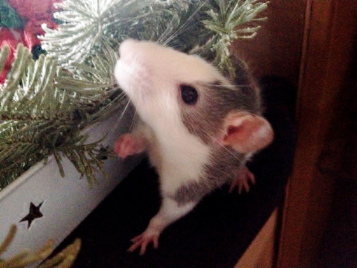 Tamrotte Rotte billede 9