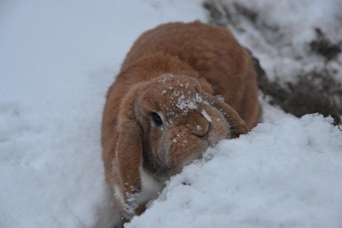 Kanin Nemo af Egemosegård<3 - Nemo i sne 31/1-2014 billede 2