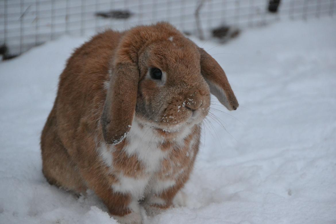 Kanin Nemo af Egemosegård<3 billede 1