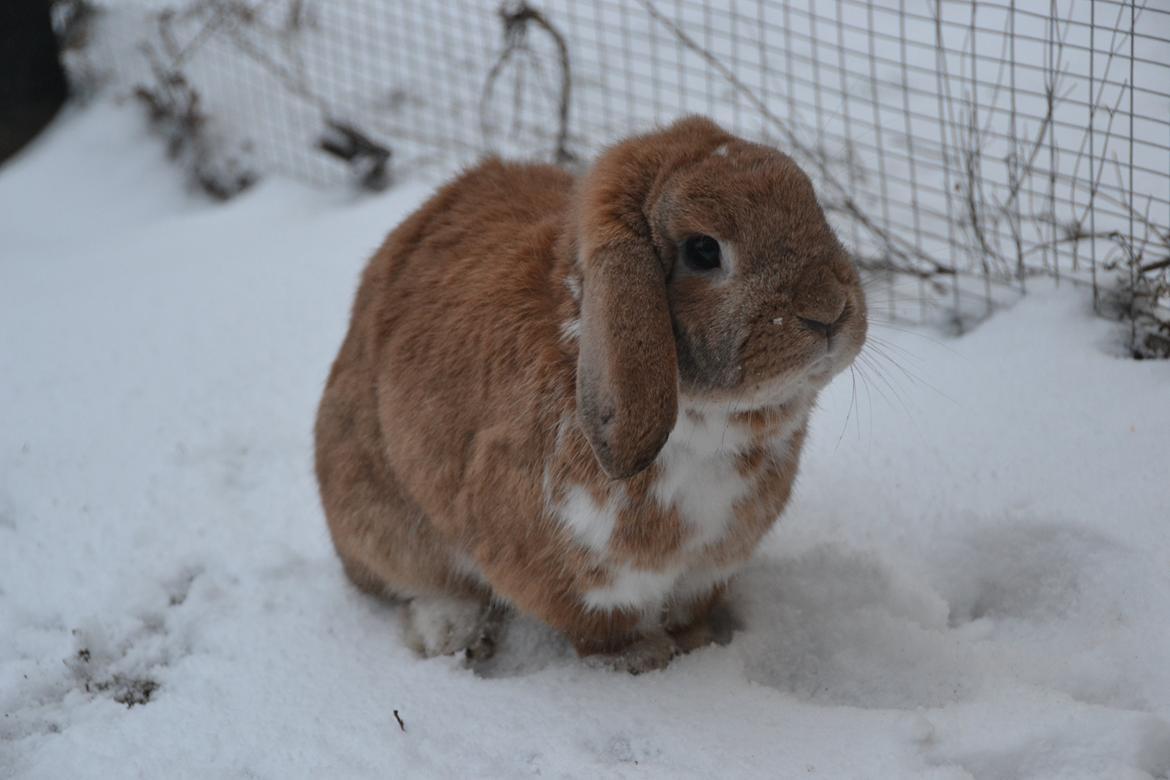 Kanin Nemo af Egemosegård<3 billede 3