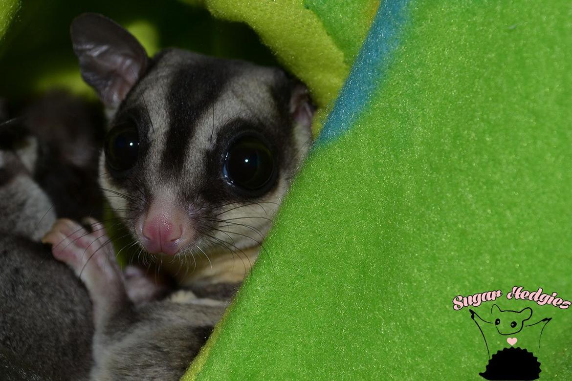 Sugar glider Oliver billede 1