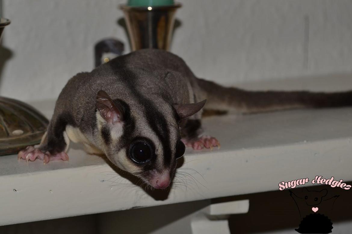 Sugar glider Oliver billede 3