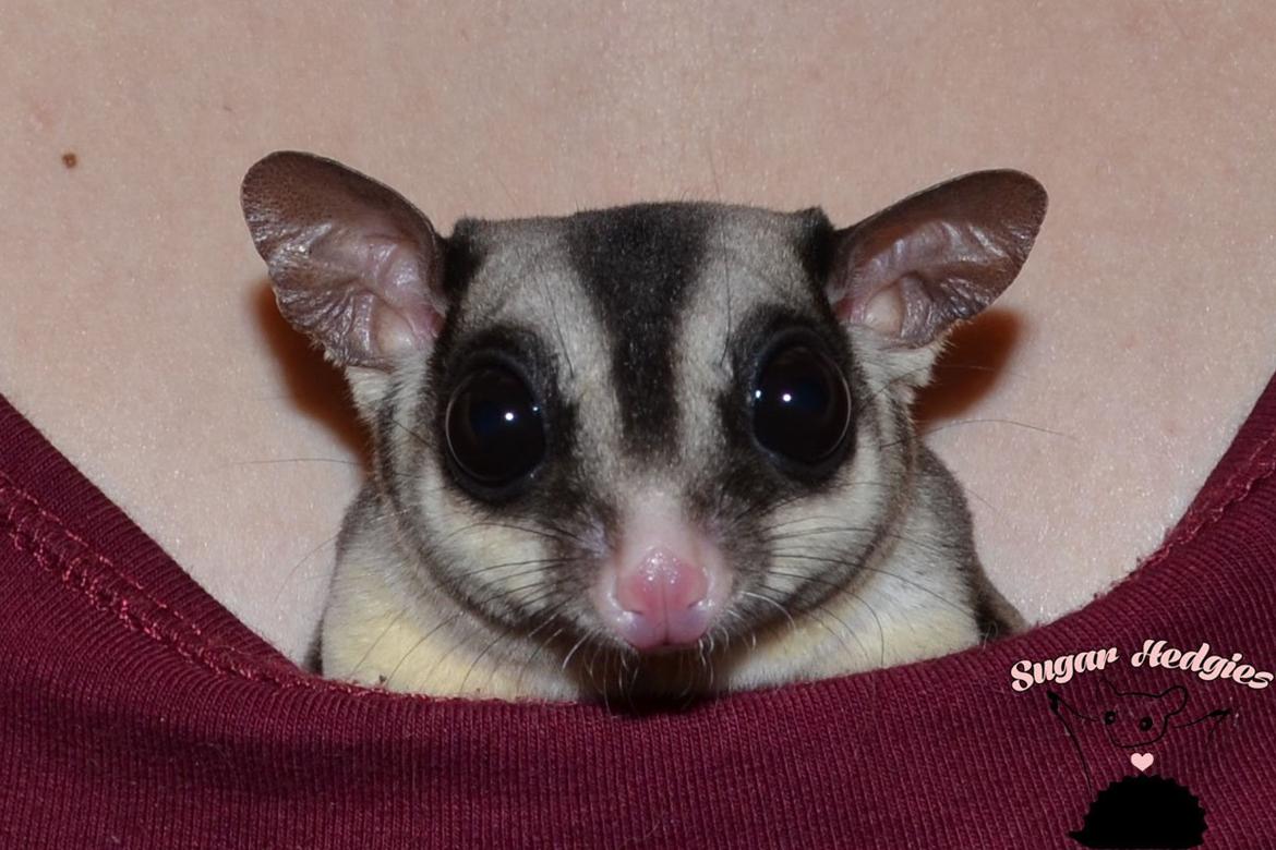 Sugar glider Oliver billede 4