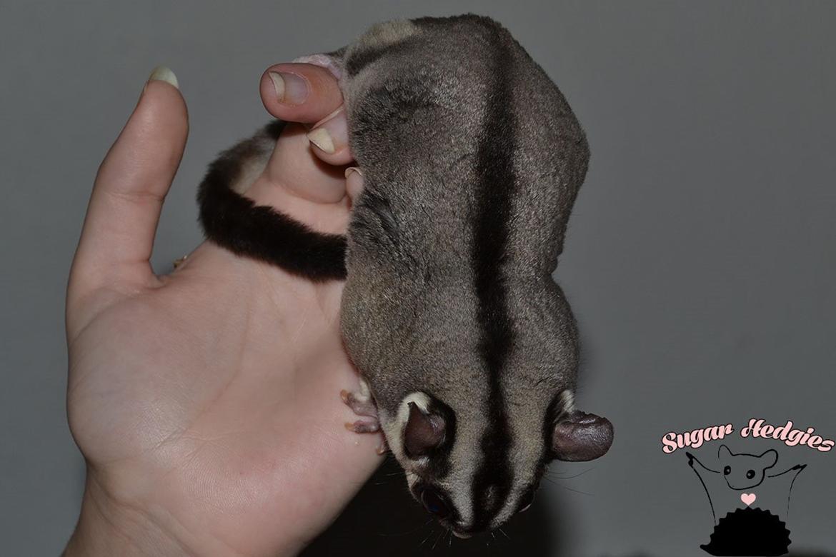 Sugar glider Oliver billede 5