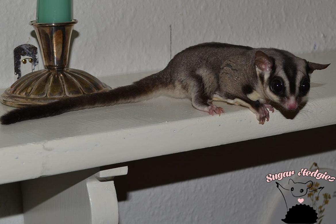 Sugar glider Oliver billede 6