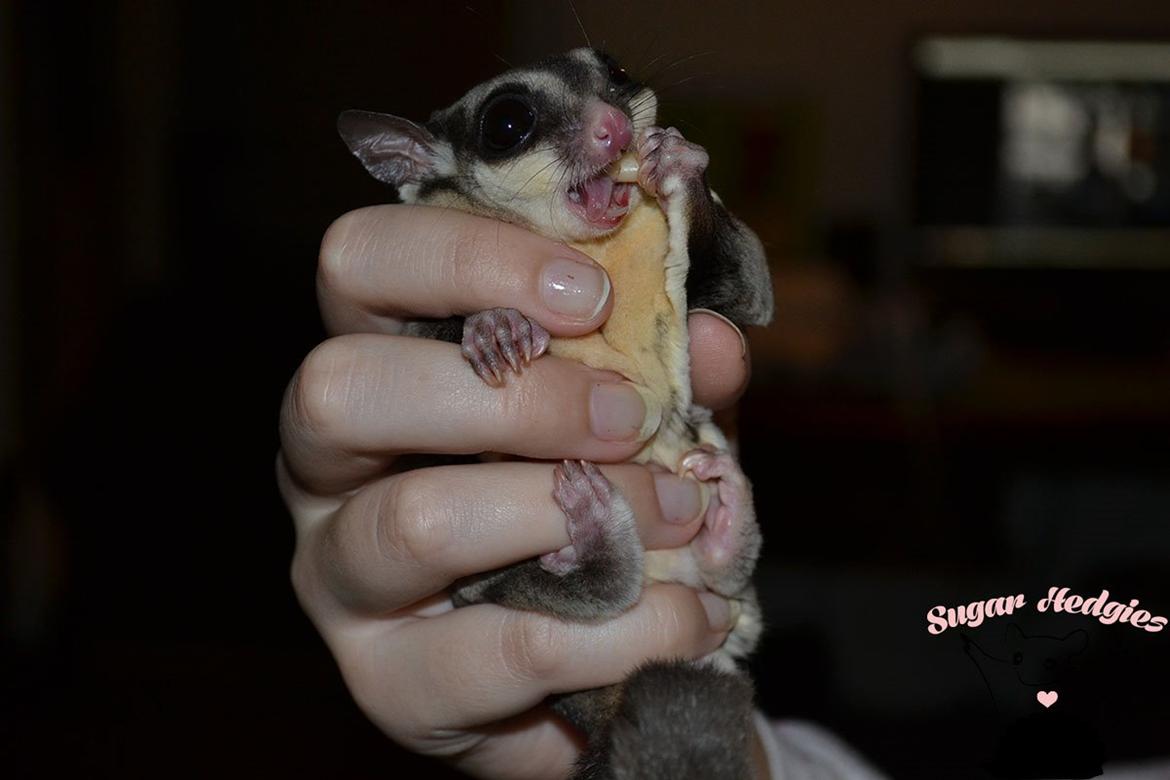 Sugar glider Oliver billede 7