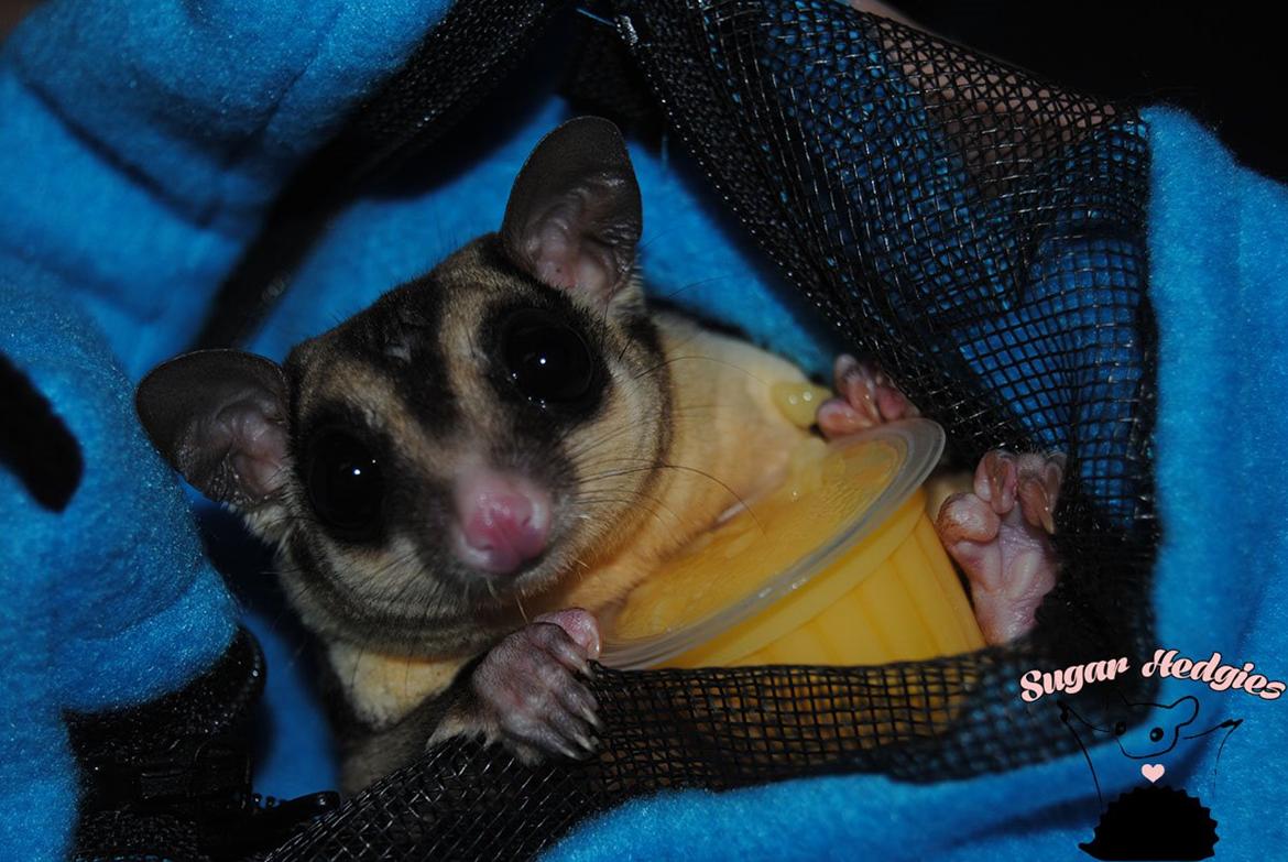 Sugar glider Oliver billede 8