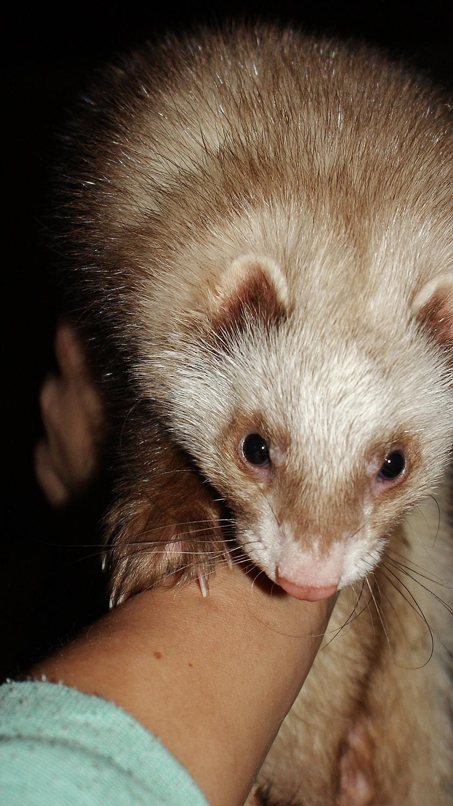 Ilder | Moulin Rouge billede 5