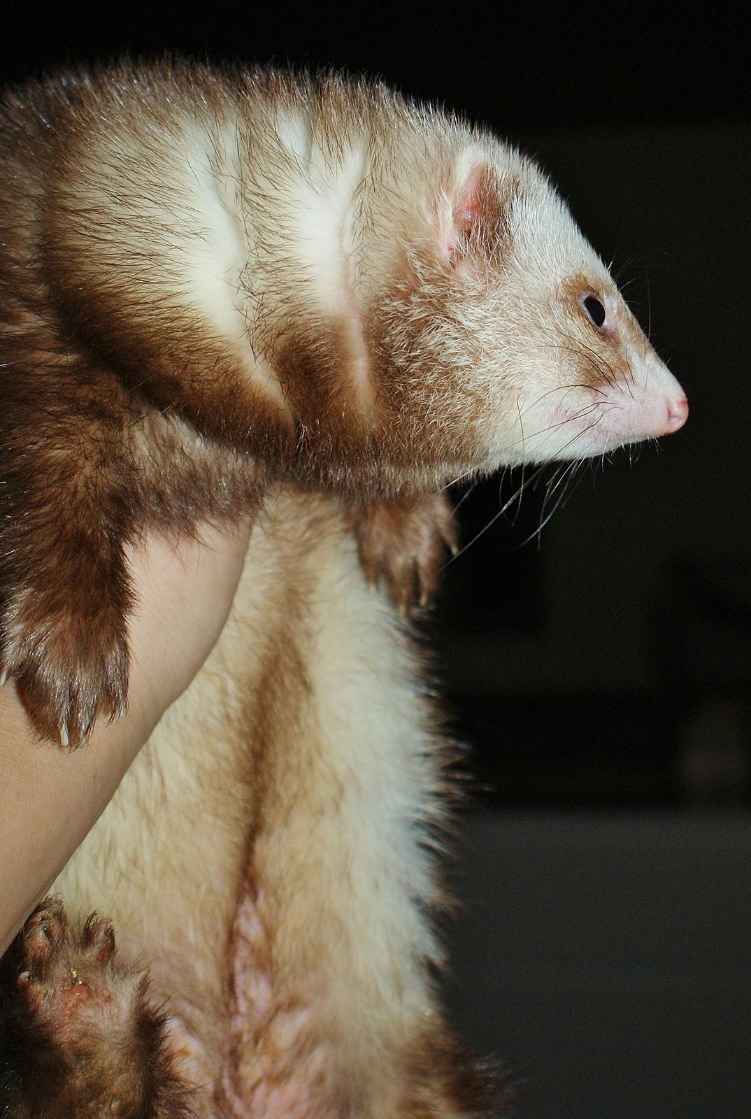 Ilder | Moulin Rouge billede 6