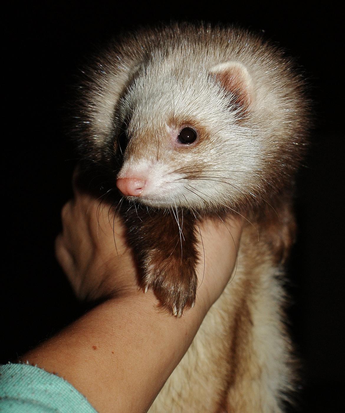 Ilder | Moulin Rouge billede 7