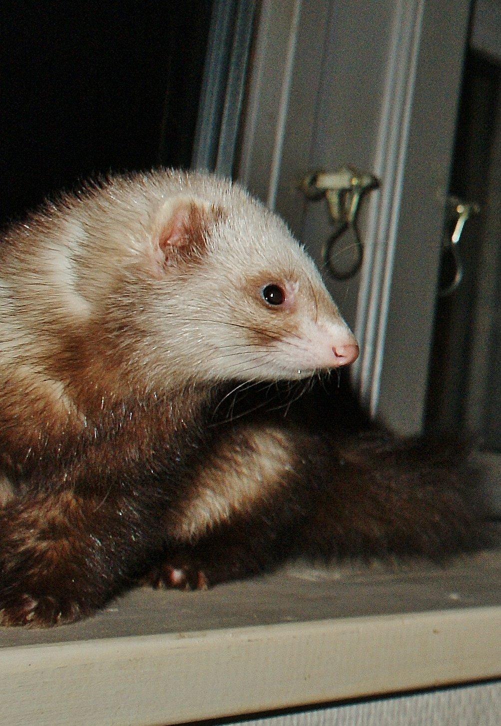 Ilder | Moulin Rouge billede 4