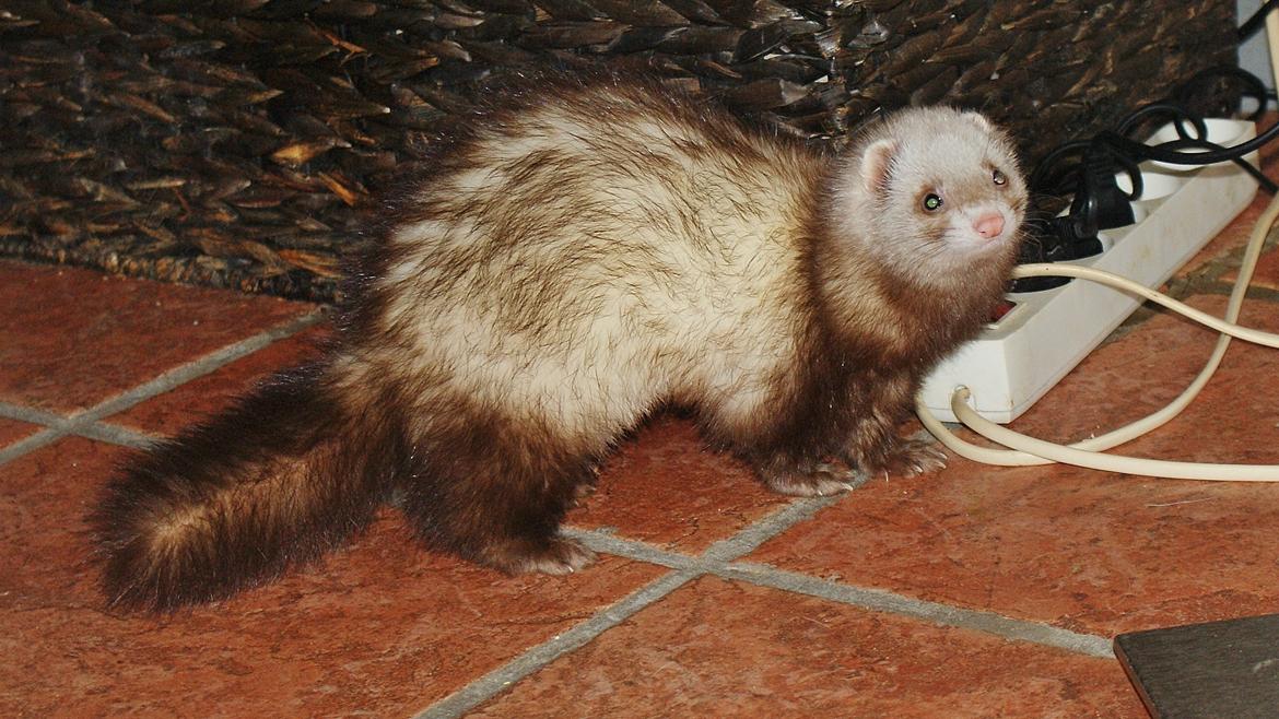 Ilder | Moulin Rouge billede 3