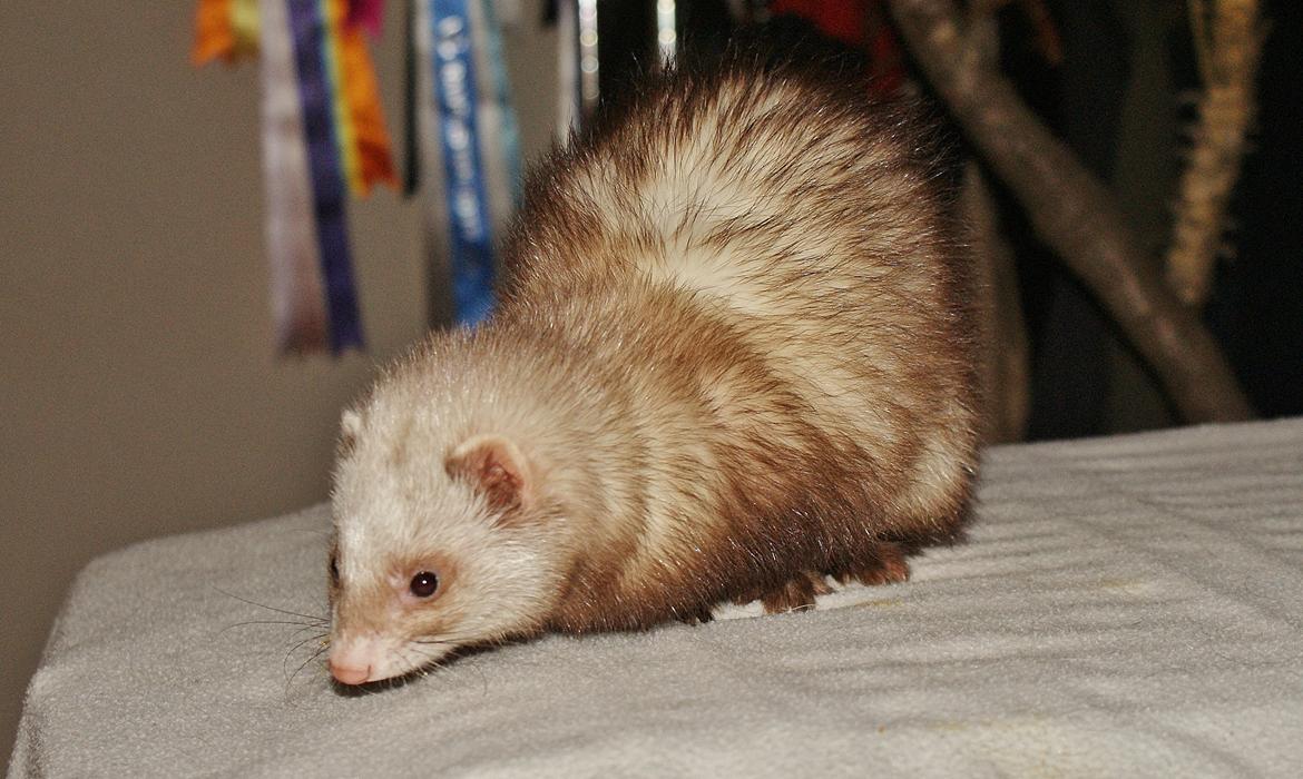 Ilder | Moulin Rouge billede 8