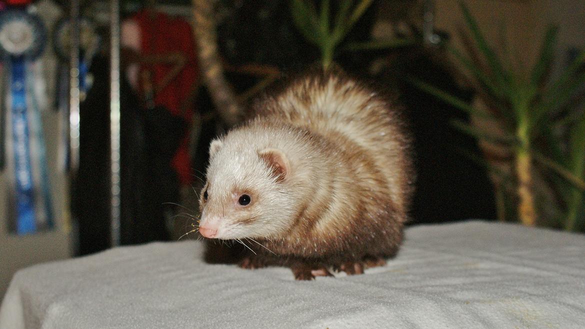 Ilder | Moulin Rouge billede 9