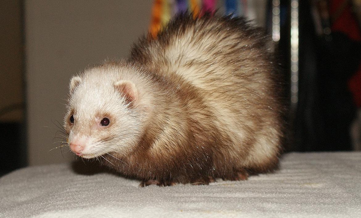 Ilder | Moulin Rouge billede 10