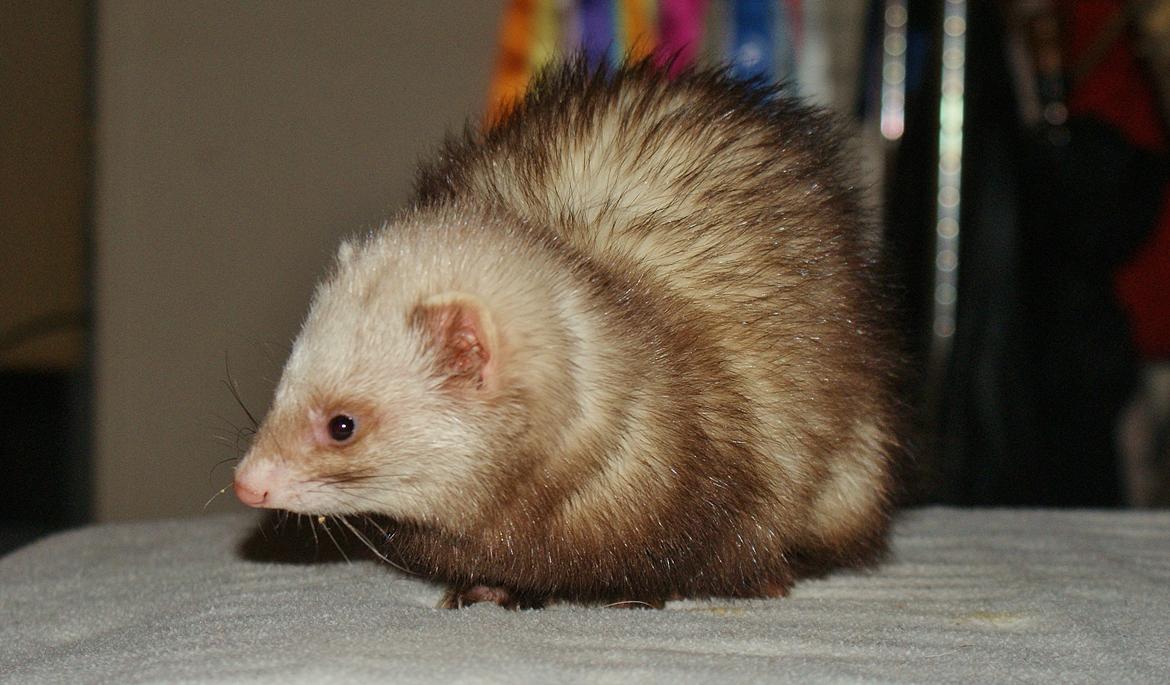 Ilder | Moulin Rouge billede 11