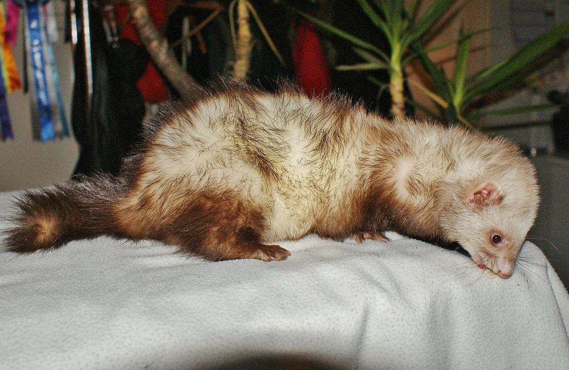 Ilder | Moulin Rouge billede 12