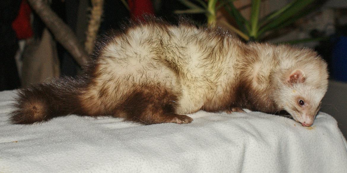 Ilder | Moulin Rouge billede 13