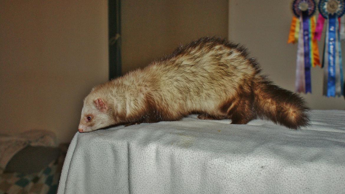 Ilder | Moulin Rouge billede 14