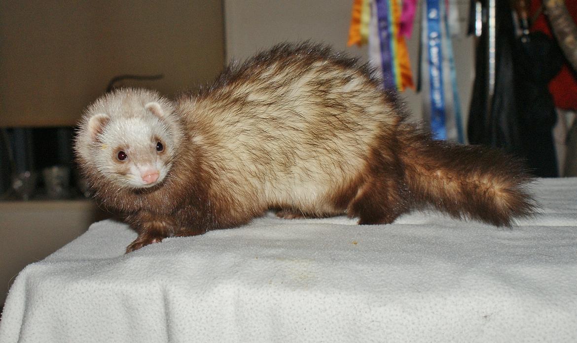 Ilder | Moulin Rouge billede 2