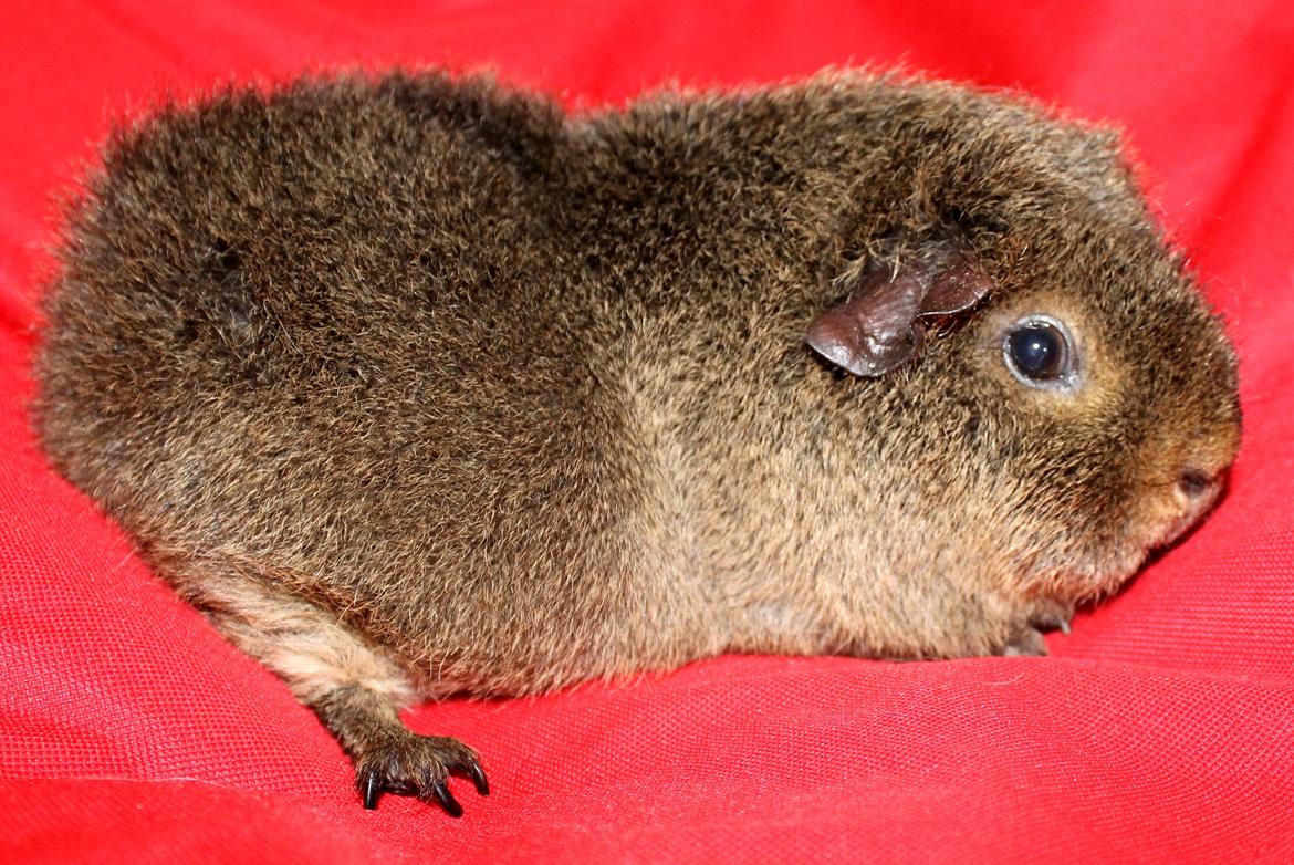 Marsvin Costalinkas LAURA billede 27