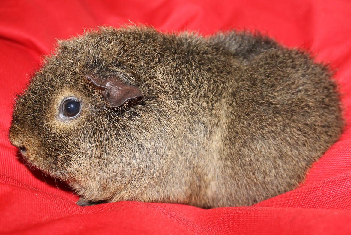 Marsvin Costalinkas LAURA billede 28