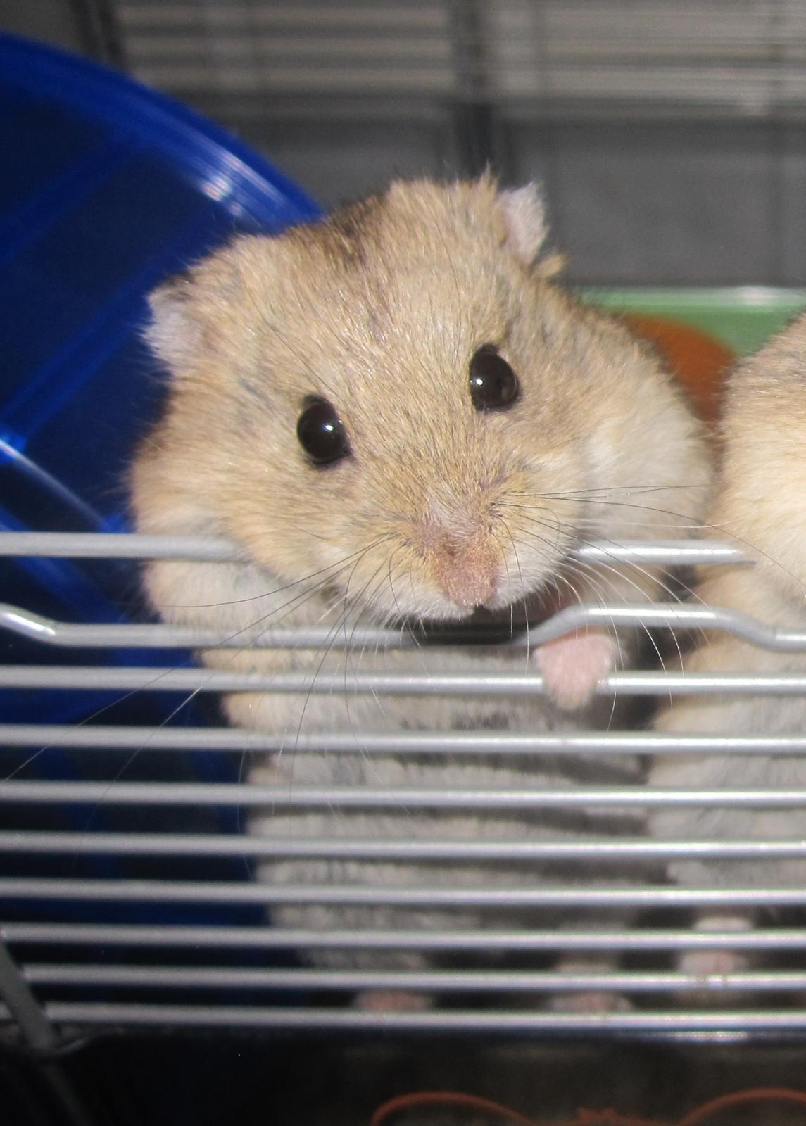 Dværghamster Tadeo (Hvil i fred <3) billede 1