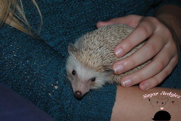 Pindsvin Belly billede 1