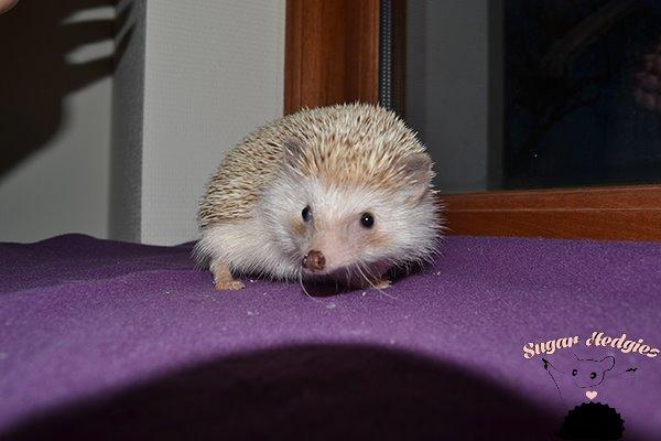 Pindsvin Belly billede 2