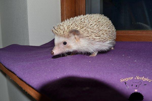 Pindsvin Belly billede 3