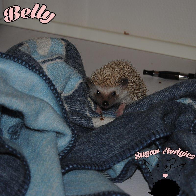 Pindsvin Belly billede 7
