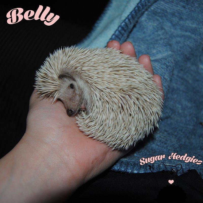 Pindsvin Belly billede 8
