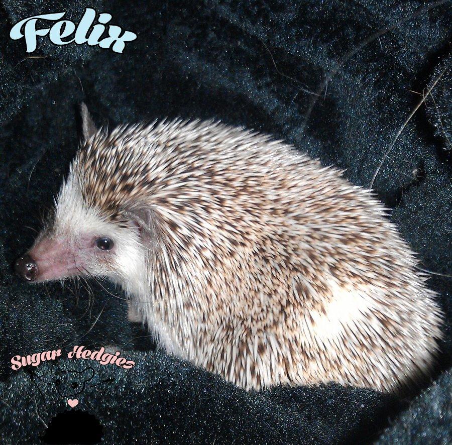 Pindsvin Felix billede 5