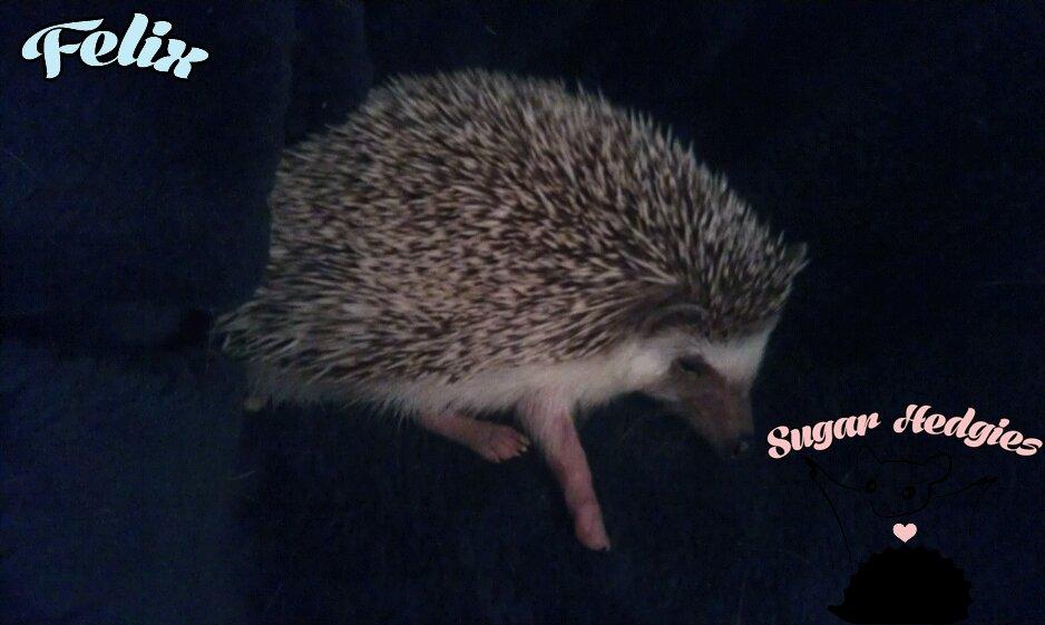 Pindsvin Felix billede 6