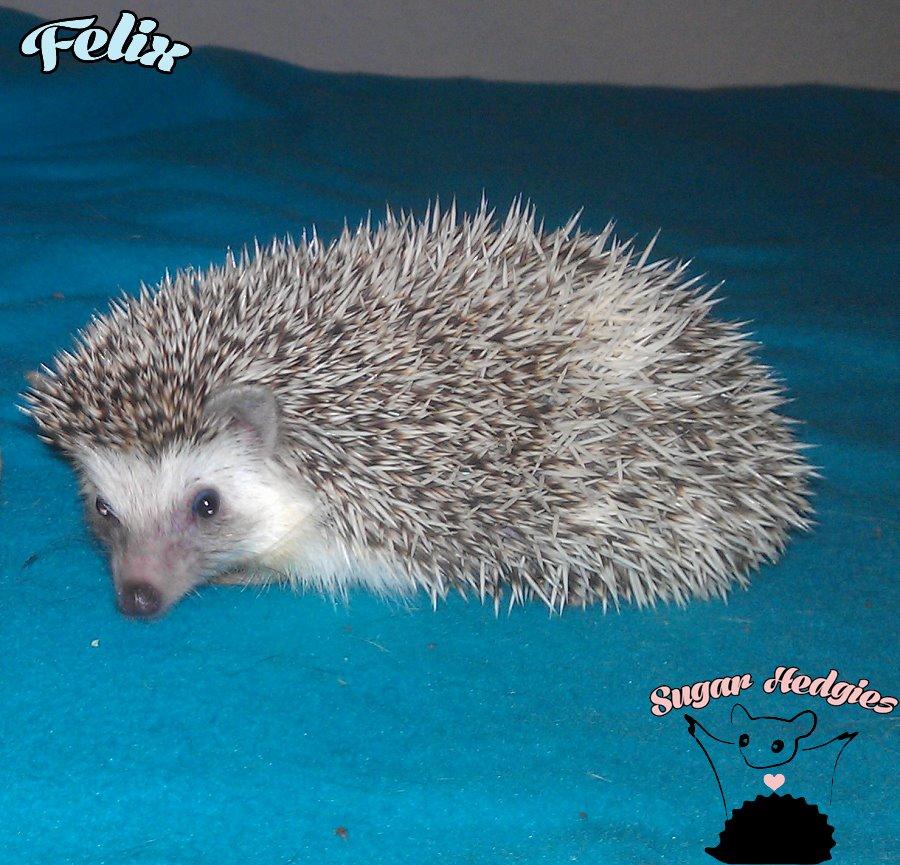 Pindsvin Felix billede 9