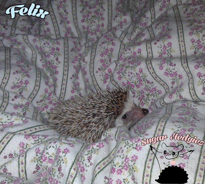 Pindsvin Felix billede 10