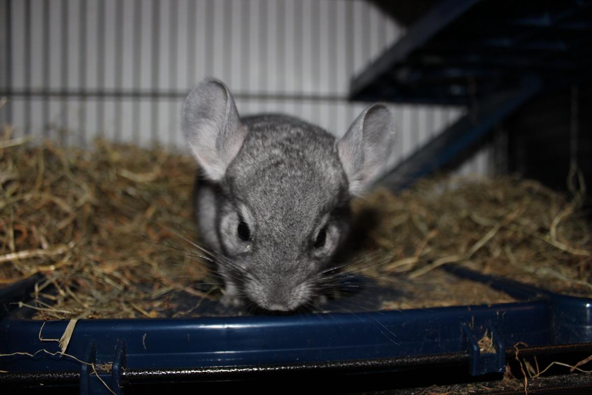 Chinchilla Chip billede 2