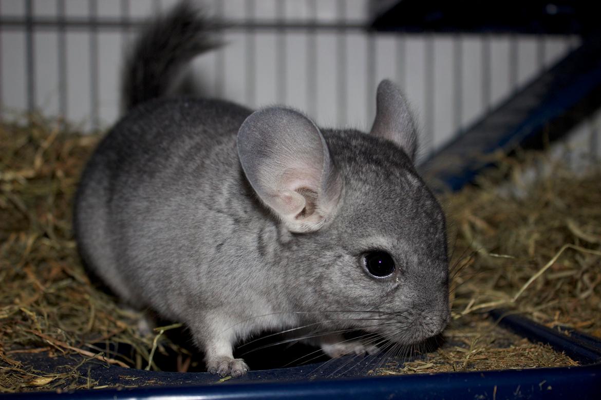 Chinchilla Chip billede 3