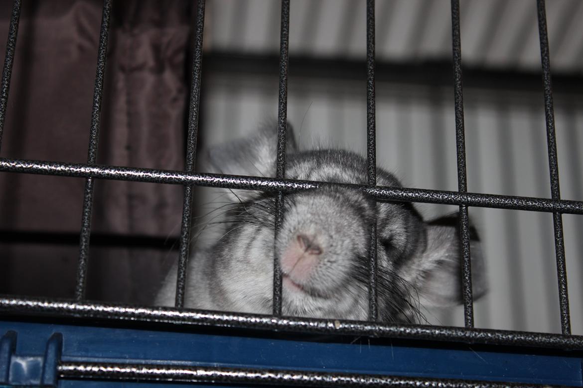 Chinchilla Chip billede 4