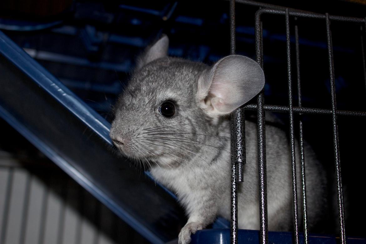 Chinchilla Chip billede 5