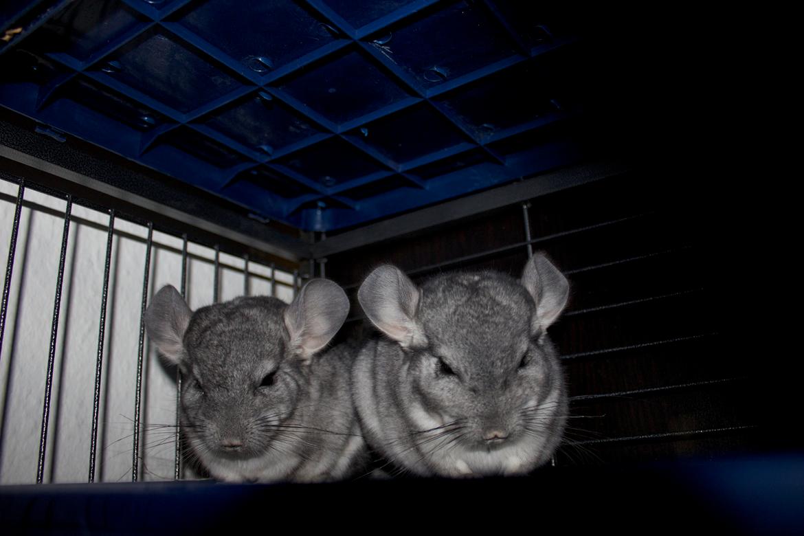 Chinchilla Chip billede 6