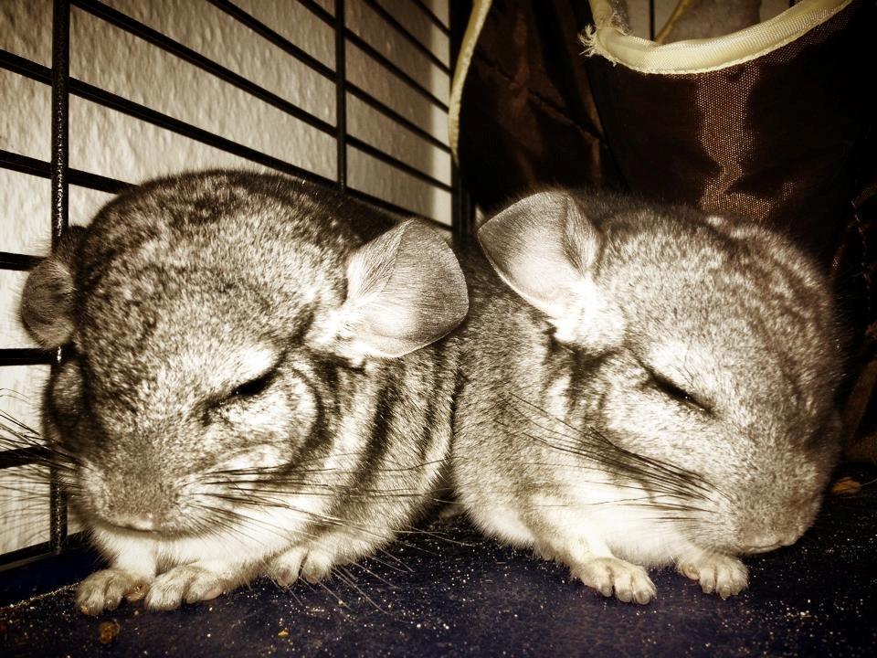 Chinchilla Chip billede 1