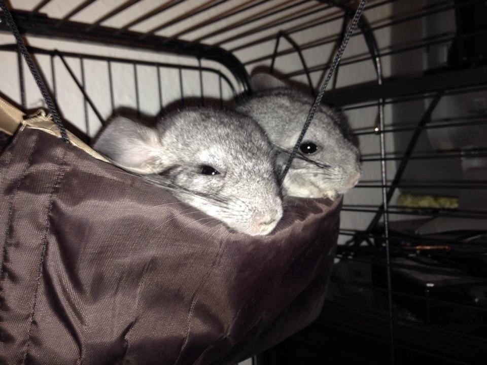 Chinchilla Chip billede 7