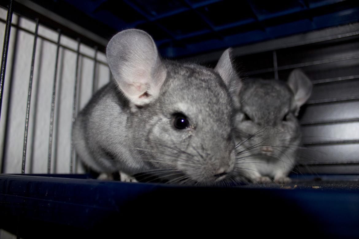 Chinchilla Chip billede 8