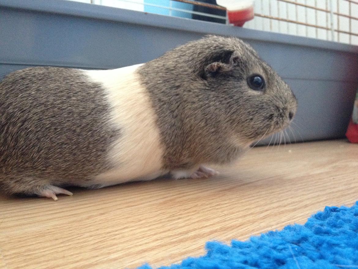 Marsvin Sonja (blanding) billede 9