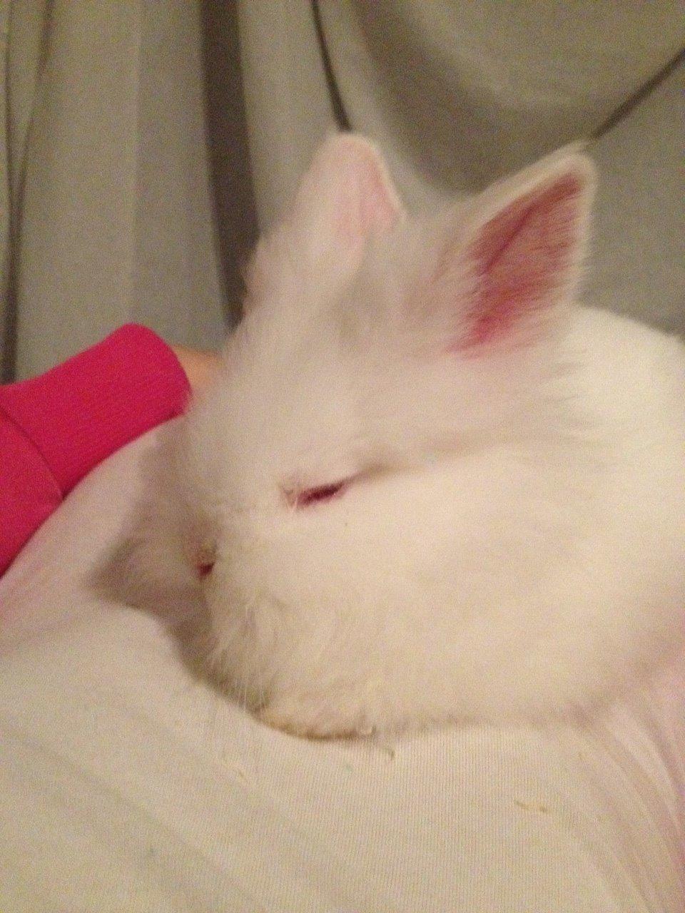 Kanin Prinsesse Coke billede 1