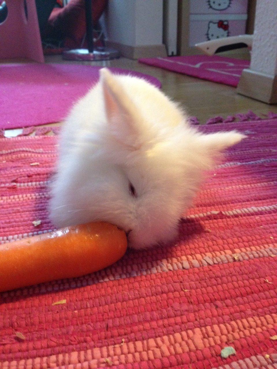 Kanin Prinsesse Coke - Prinsesse Cokes første gulerod billede 2