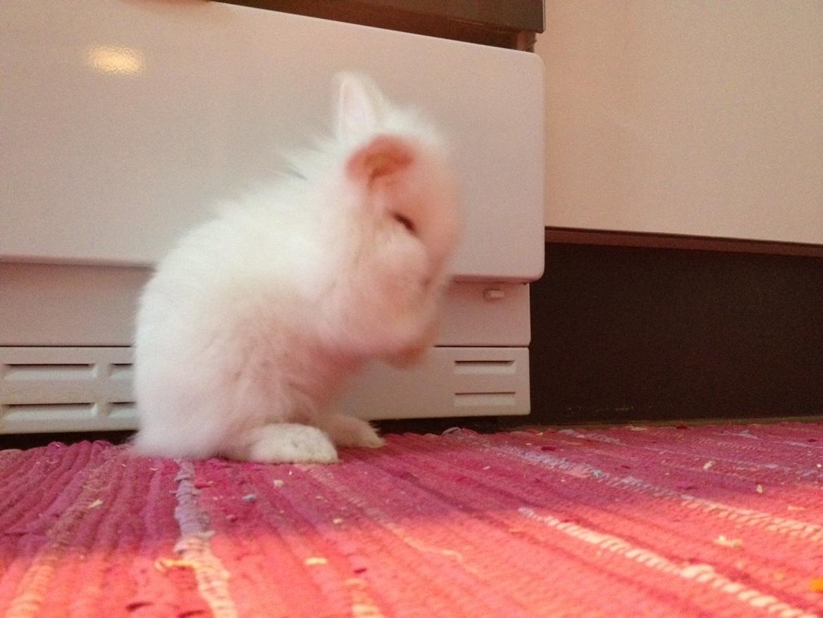 Kanin Prinsesse Coke billede 3