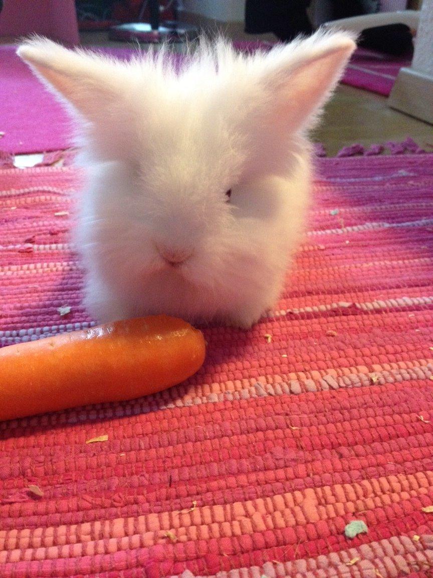 Kanin Prinsesse Coke - Prinsesse Cokes første gulerod billede 4